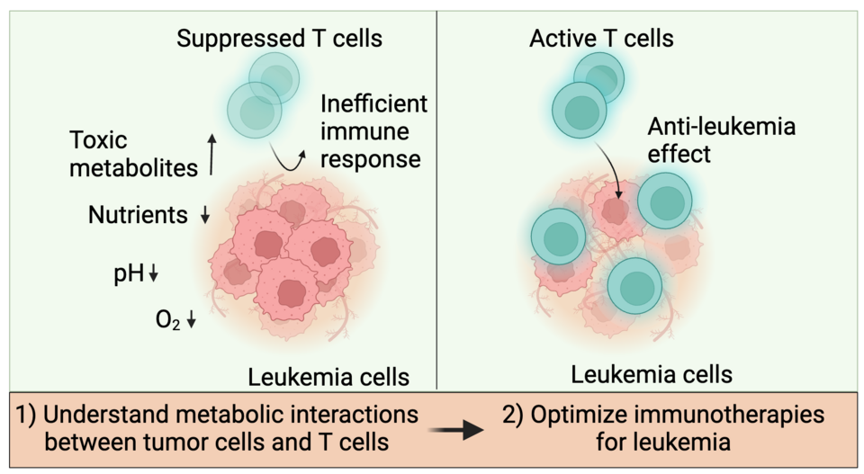 AML and immune cell metabolism