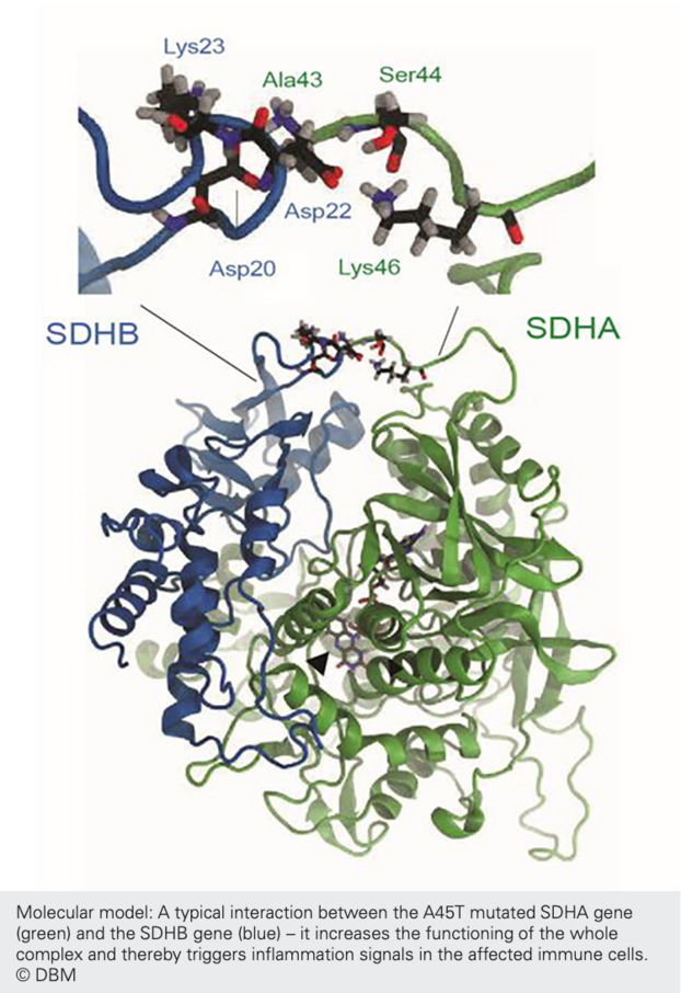 SDHA-SDHB