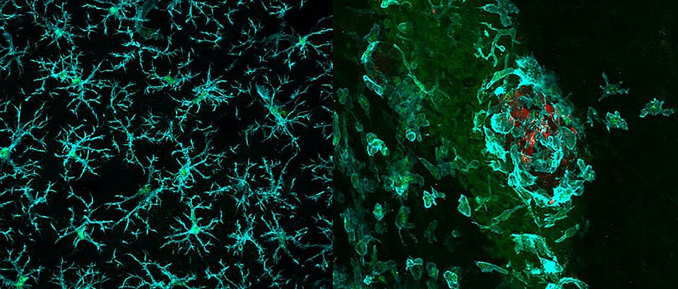 Fluorescence microscopic image of stained tissue sections