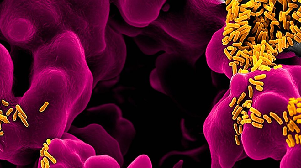 Escherichia coli ©-Micronaut