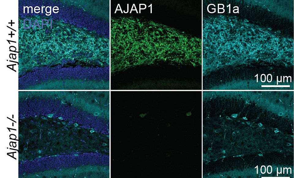 Loss of presynaptic GABAB receptors in Ajap1-/- mice. Immunolabeling of AJAP1 and presynaptic GABAB1a (GB1a) protein in the hilus region of the hippocampus of Ajap1-/- and Ajap1+/+ mice.  Presynaptic GABAB receptors are lost in the absence of AJAP1 protein.