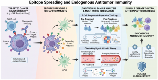 Epitope_spreading