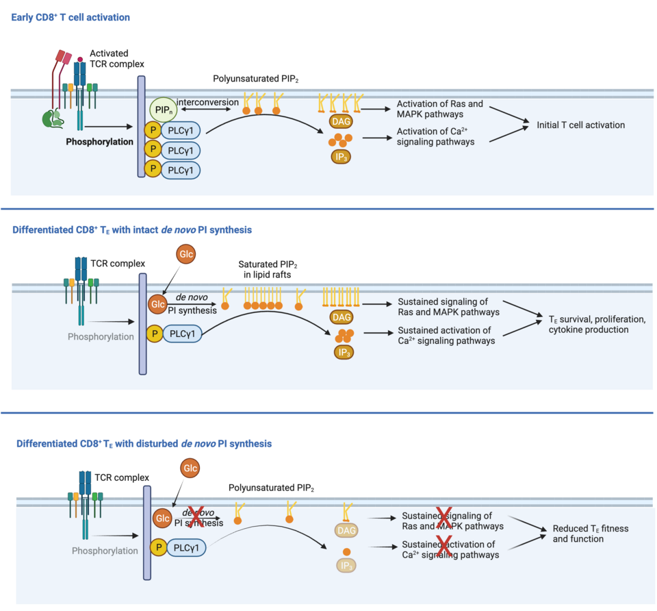 PI in CD8 T cells