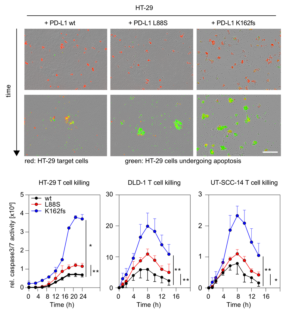 Live cell imaging of CD8+ T cell-mediated killing