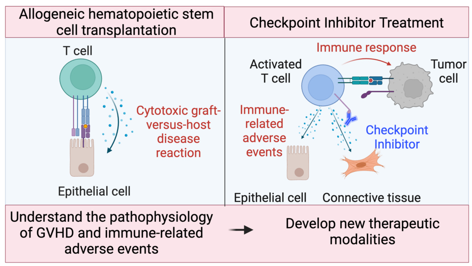 GVHD and immune-related adverse events