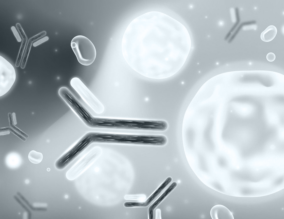 Bild Antibody