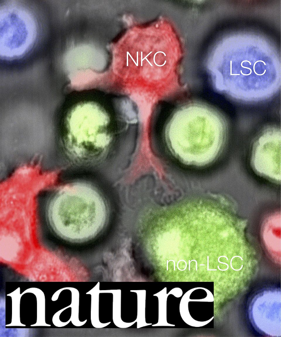 Natural killer cells (red) attack ordinary leukaemia cells (green), but not leukaemia stem cells (blue).