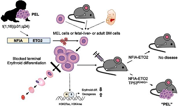 graphical abstract