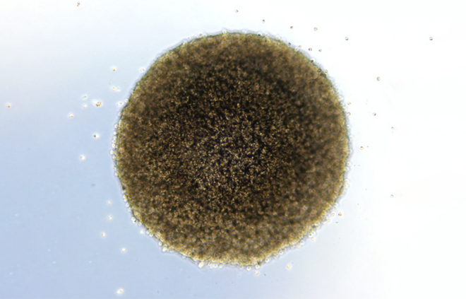 microsynovium