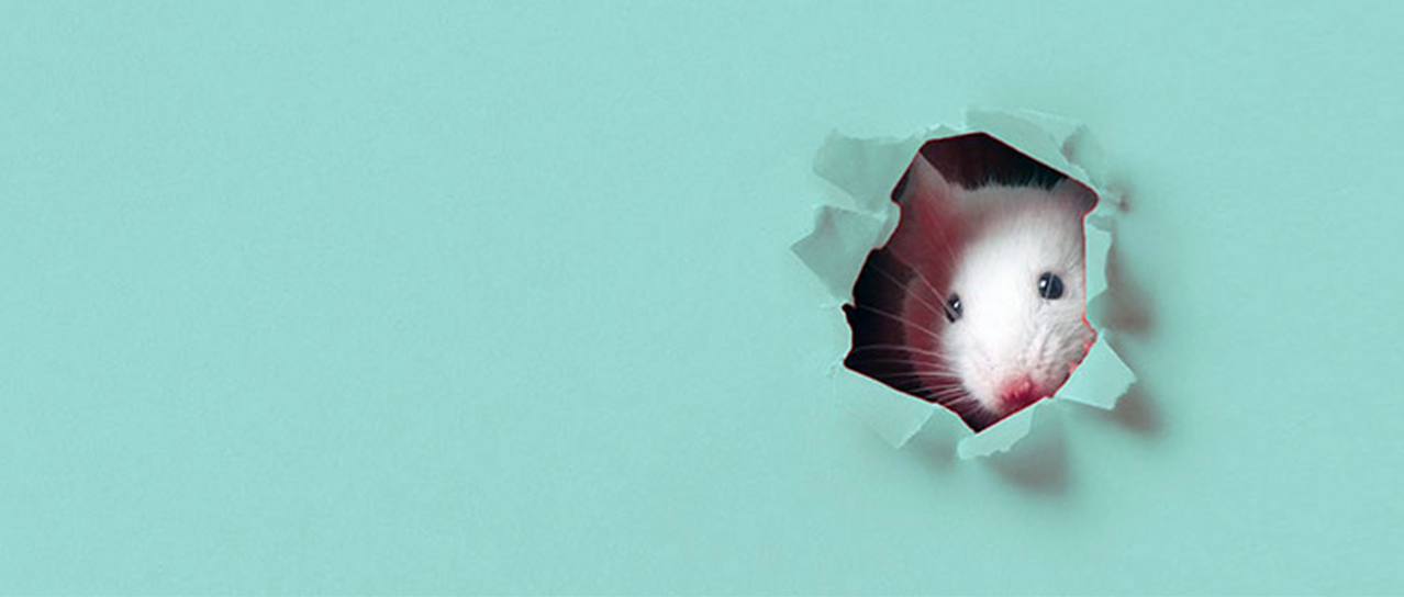 Surprise! – How the brain learns to deal with the unexpected (Rinaldi Barkat Lab)